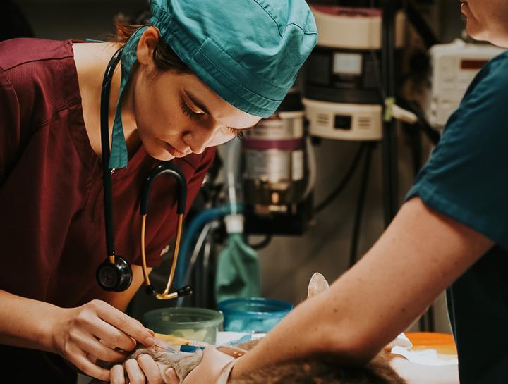 Beaufort Veterinary Surgeries Surgeon Veterinary